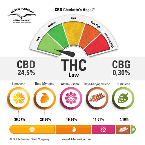 Terpenes-CBD-Charlottes-Angel.jpg.6b4e851491c9965f1f13d5ae1fc03066.jpg