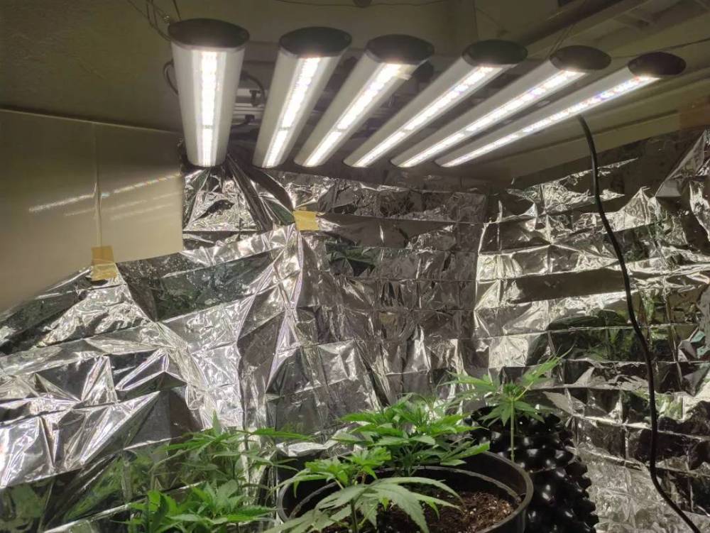 1497502414_phlizon_full-specttum_led_grow_light(21).thumb.jpg.237f6a3a93f2f01fa86fb716754dee55.jpg